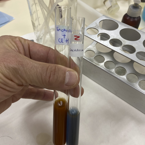 fehling sacarosa y sacarosa hidrolizada