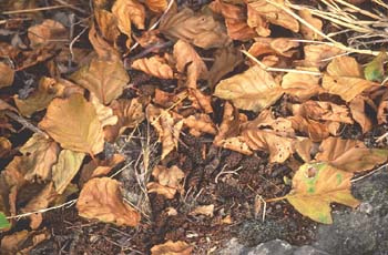 Aliso - Suelo (Alnus glutinosa)