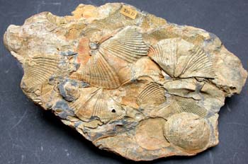 Hysterolites hystericus (Braquiópodo) Devónico