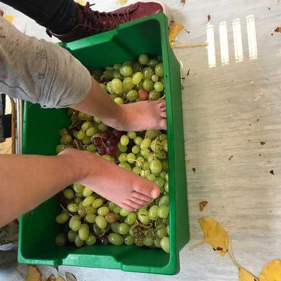 Vendimia del Tramo I 3