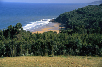 Yacimientos icnitas en la Playa de La Griega, Museo del Jurásico