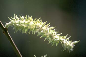 Sauce cabruno - Flor fem. (Salix caprea)