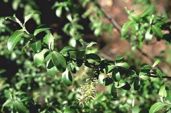 Sauce cabruno - Hojas (Salix caprea)