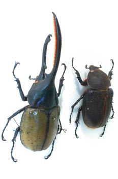 Dynastes hercules (Suramérica)