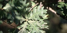Rebollo / melojo - Hoja (Quercus pyrenaica)
