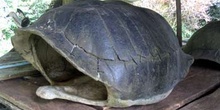 Caparazón de tortuga gigante, Ecuador