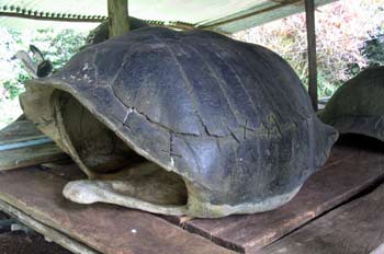 Caparazón de tortuga gigante, Ecuador