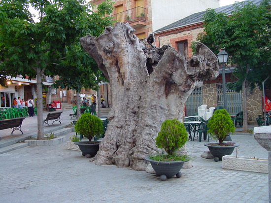 Plaza del Álamo en Miraflores de la Sierra