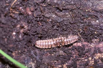 Milpiés (Brachydesmus sp.)