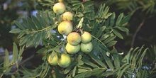 Serbal común (Sorbus domestica)