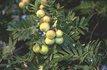 Serbal común (Sorbus domestica)