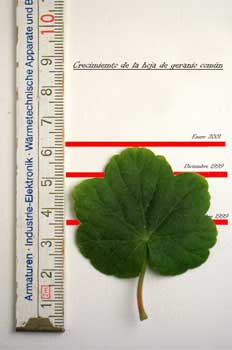 Crecimiento de una hoja