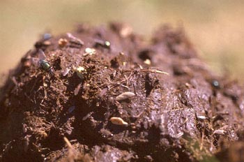 Moscarada verde (Orthellia cornicina)