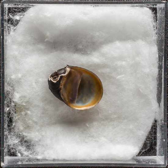 IES_ISABELLACATOLICA_BIOLOGIA_305