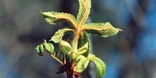 Castaño de Indias - Hojas (Aesculus hippocastanum)
