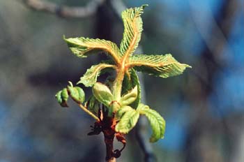Castaño de Indias - Hojas (Aesculus hippocastanum)
