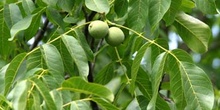 Nogal - Hoja (Juglans regia)