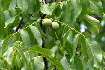 Nogal - Hoja (Juglans regia)