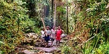 Camino en selva creado con traviesas de madera, Irian Jaya, Indo