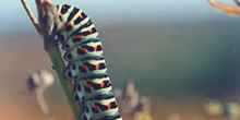 Macaón - oruga (Papilio machaon)