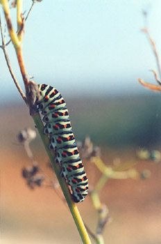 Macaón - oruga (Papilio machaon)