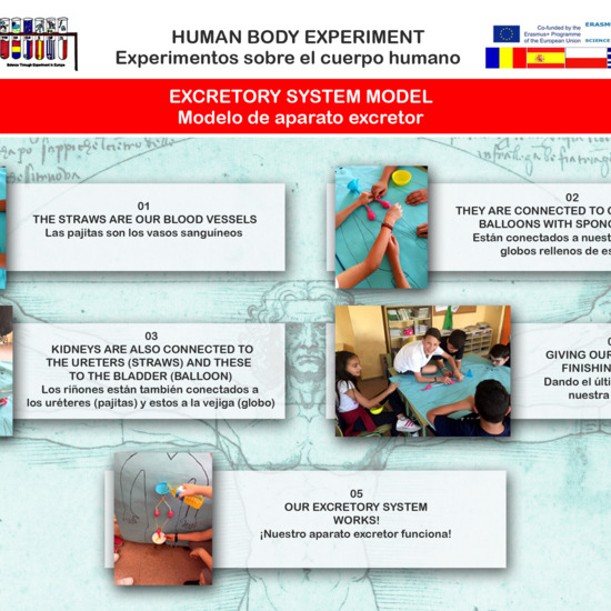 Human Body experiment 04 Excretory system model