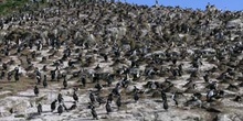 Cormorán Imperial, Argentina