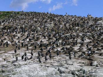 Cormorán Imperial, Argentina