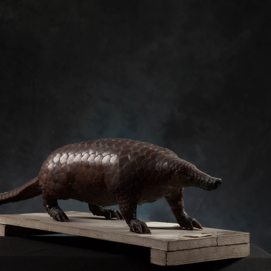 IES_SANISIDRO_MUSEO_Zoolgía_091