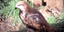 Milano negro (hembra) - Sierra de Fuentes, Cáceres