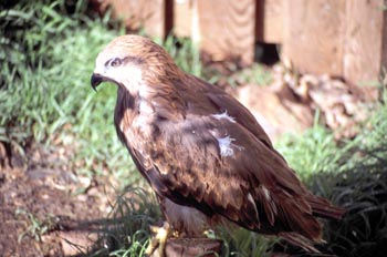 Milano negro (hembra) - Sierra de Fuentes, Cáceres