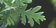 Rebollo / melojo - Hoja (Quercus pyrenaica)