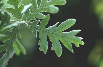Rebollo / melojo - Hoja (Quercus pyrenaica)