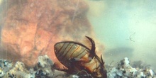 Escarabajo buceador (Dytiscus marginalis)