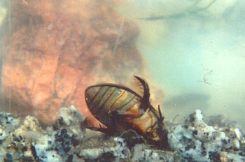 Escarabajo buceador (Dytiscus marginalis)