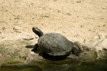 Galápago leproso (Mauremys leprosa)