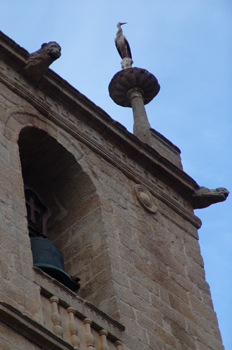 Cigüeña posada en un pináculo, Cáceres