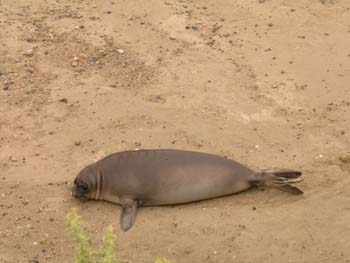 Elefante marino del sur, Argentina