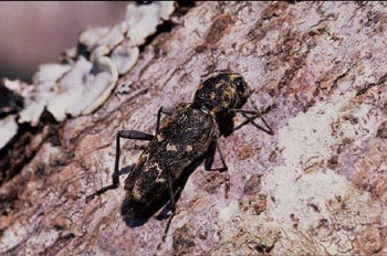 Rusticoclytus rusticus