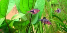 Arlequin (Rasbora heteromorpha)