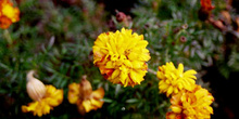 Estragón mexicano (Tagetes lucida)