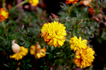 Estragón mexicano (Tagetes lucida)