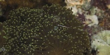 Coral (Heliofungia sp.)