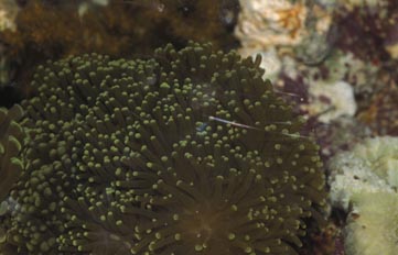 Coral (Heliofungia sp.)