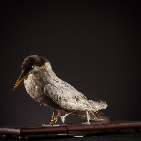 IES_SANISIDRO_BIOLOGIA_415