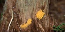 Calocera sp.