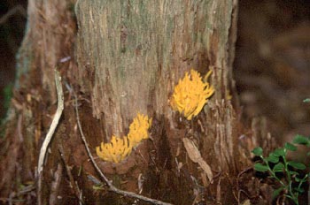 Calocera sp.