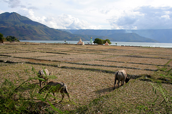 Arrozales secos, Lago Toba, Sumatra, Indonesia