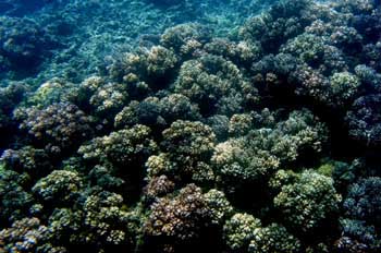 Colonia de coral, Australia