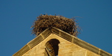 Nido en campanario de iglesia en Madarcos